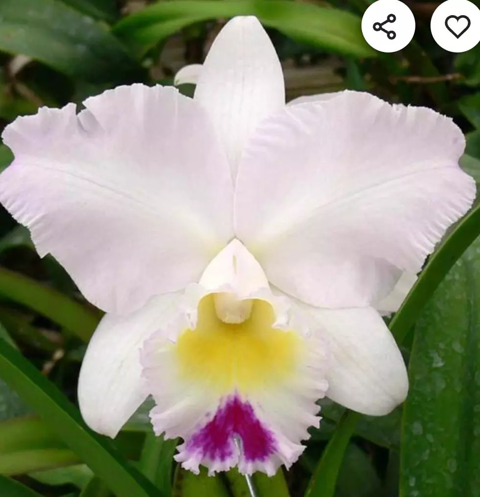 In Spike pure Soul Yutaka morimoto thumbnail