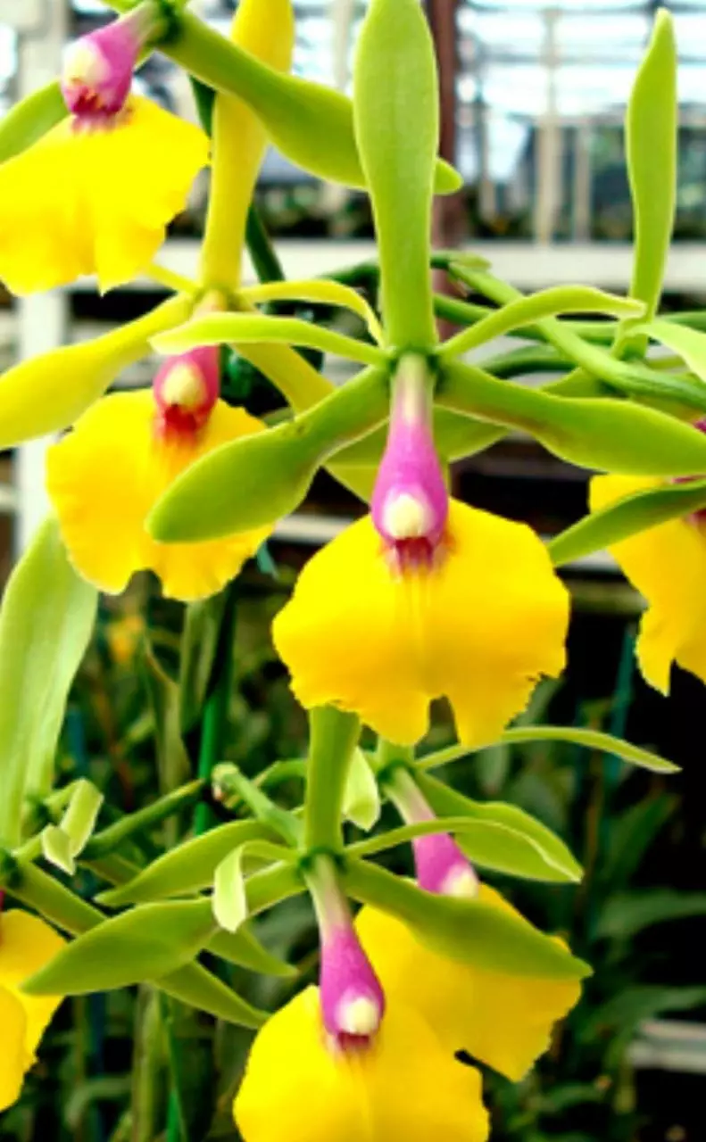 Epc rene margques cattleya starter plant thumbnail