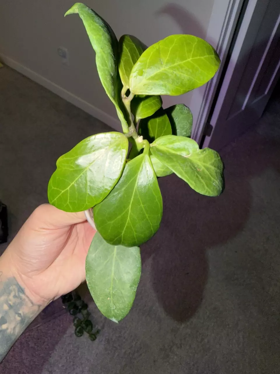 Hoya Obscura thumbnail