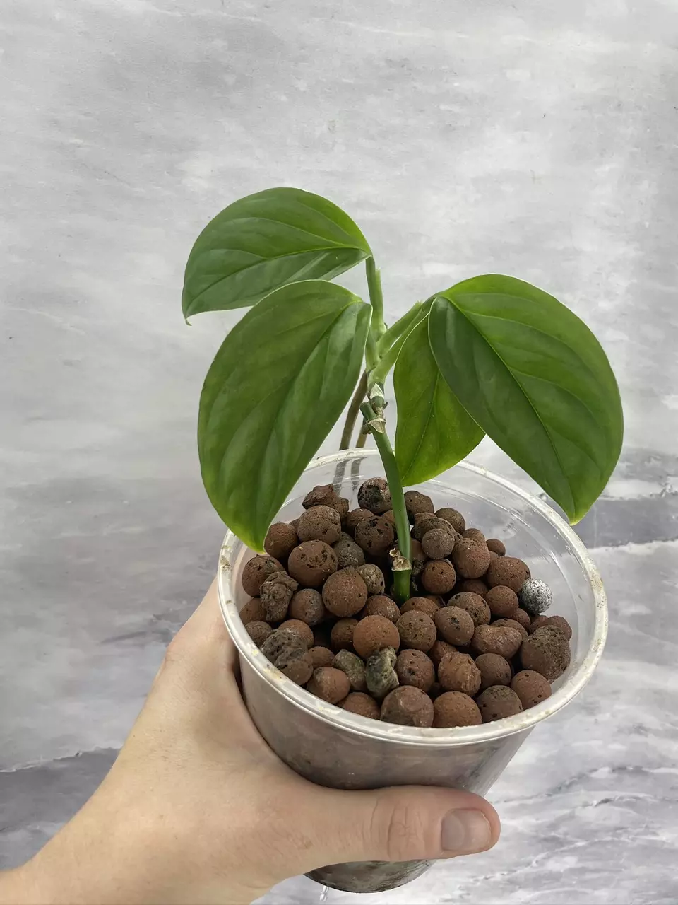 Custom listing for Ant thumbnail