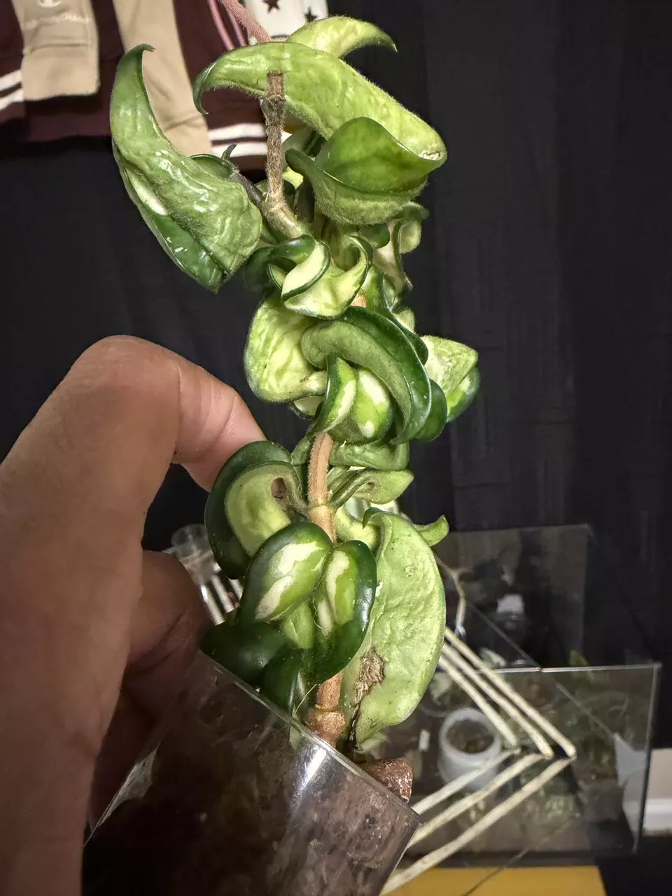 Hoya Mauna Loa *Needs some TLC* thumbnail