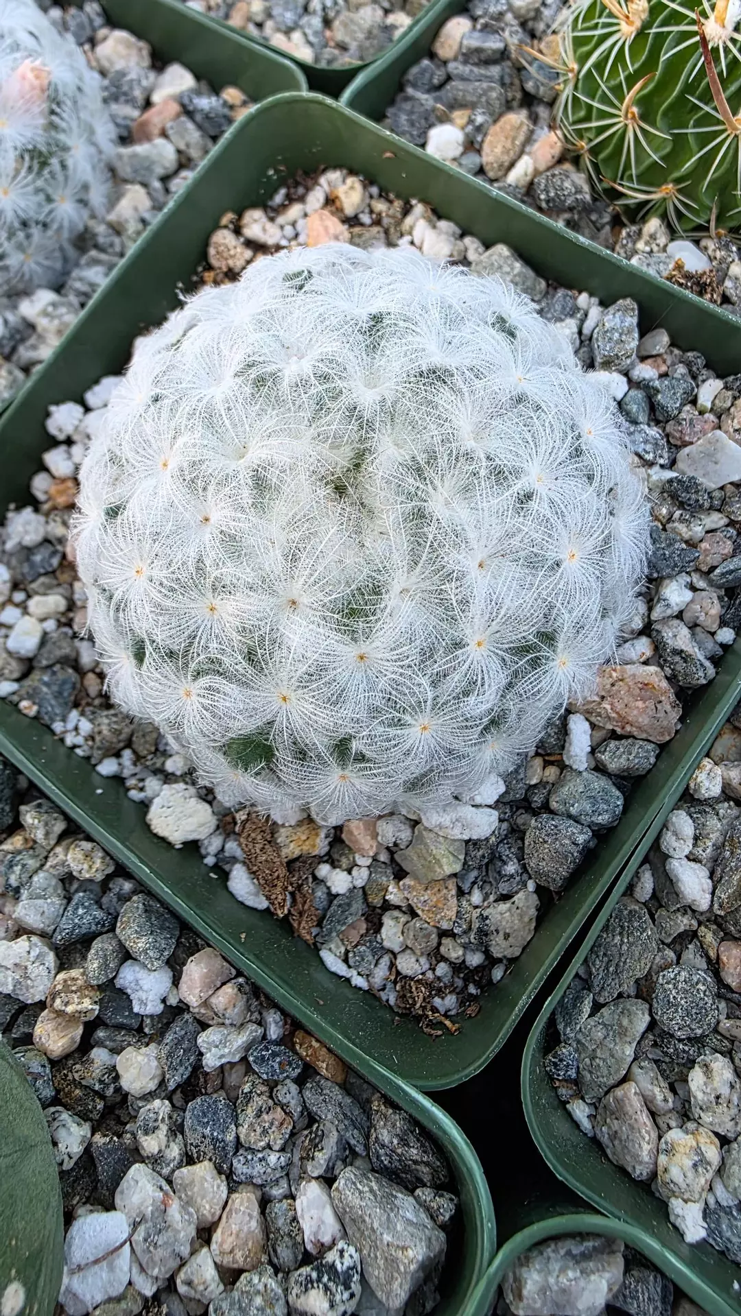 Mammillaria plumosa thumbnail