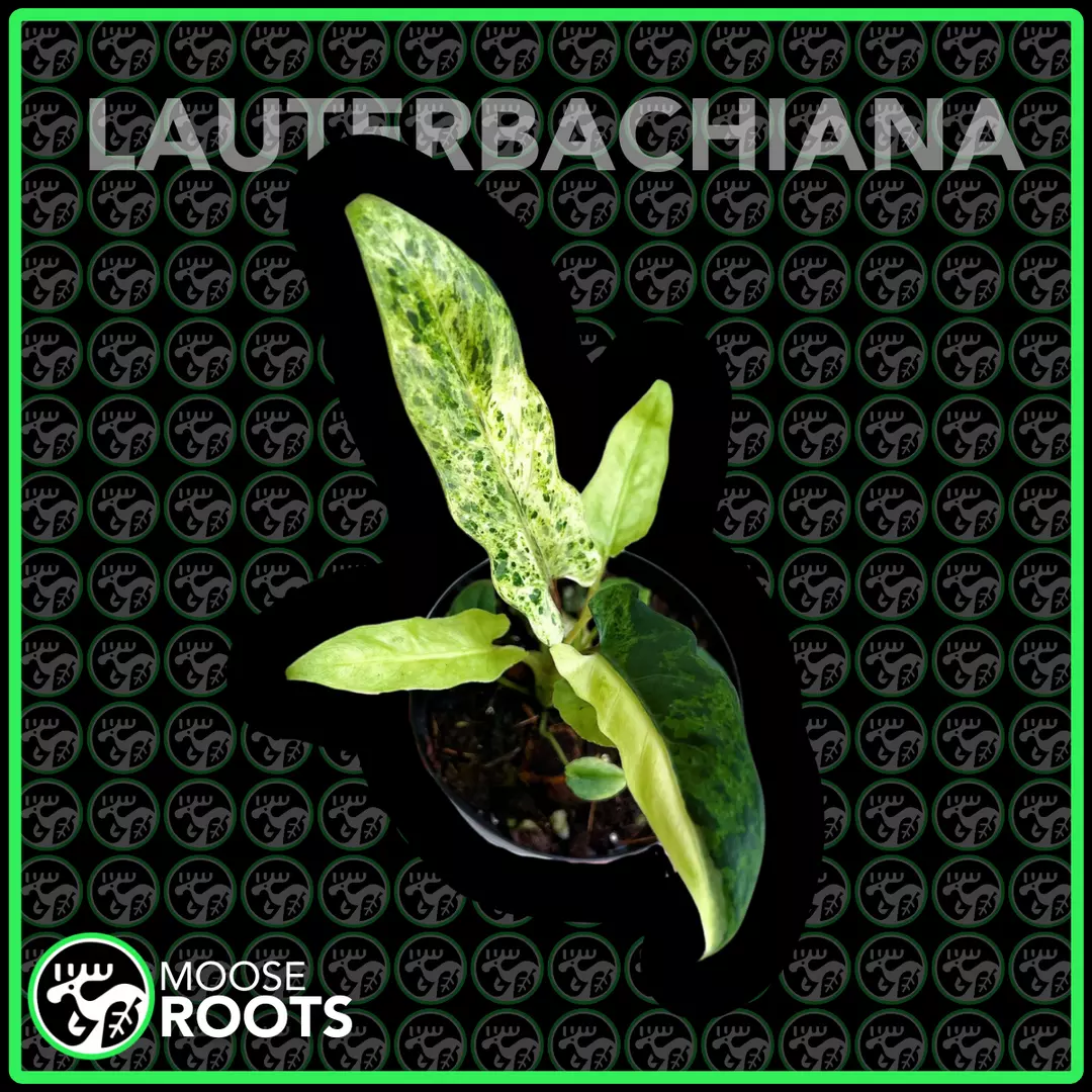 ALOCASIA LAUTERBACHIANA MINT TC SELLERS CHOICE thumbnail