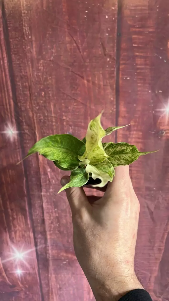 Anthurium Hookerii Aurea Variegated thumbnail