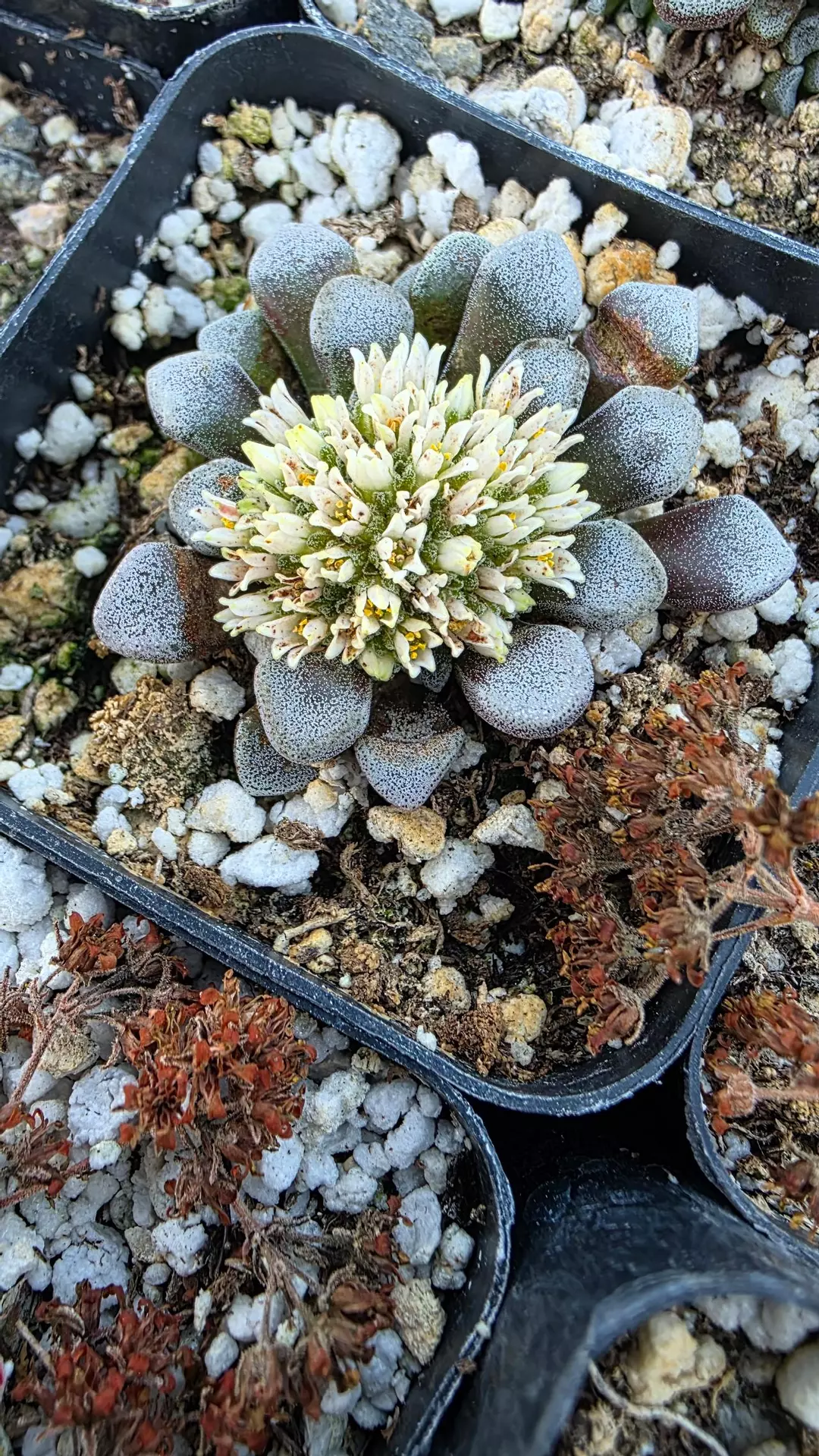 Crassula mesembryanthemopsis thumbnail