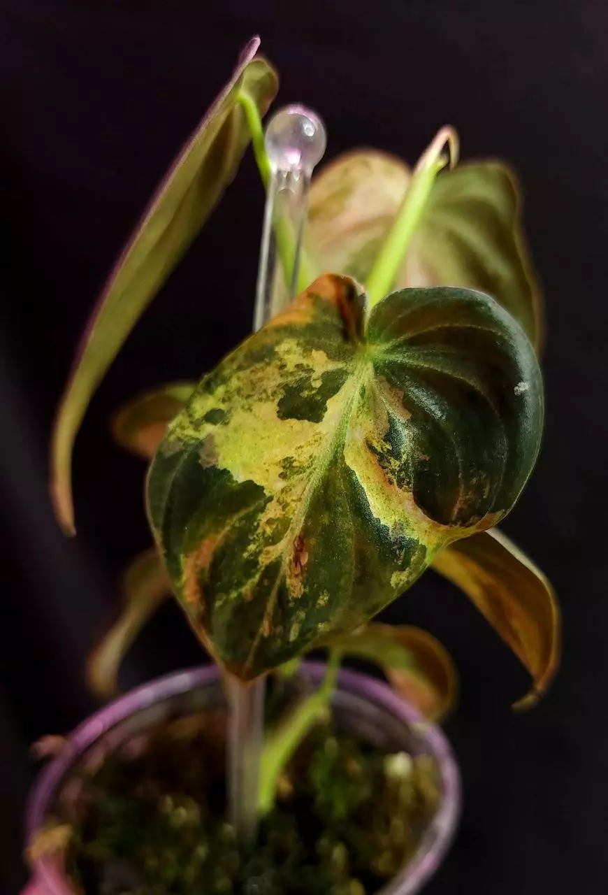 Orange Meleno Philodendron thumbnail