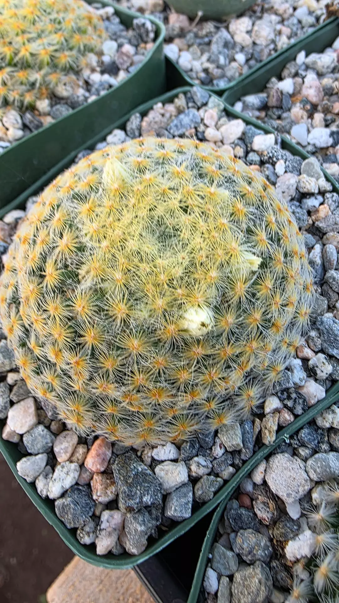 Mammillaria schiediana thumbnail
