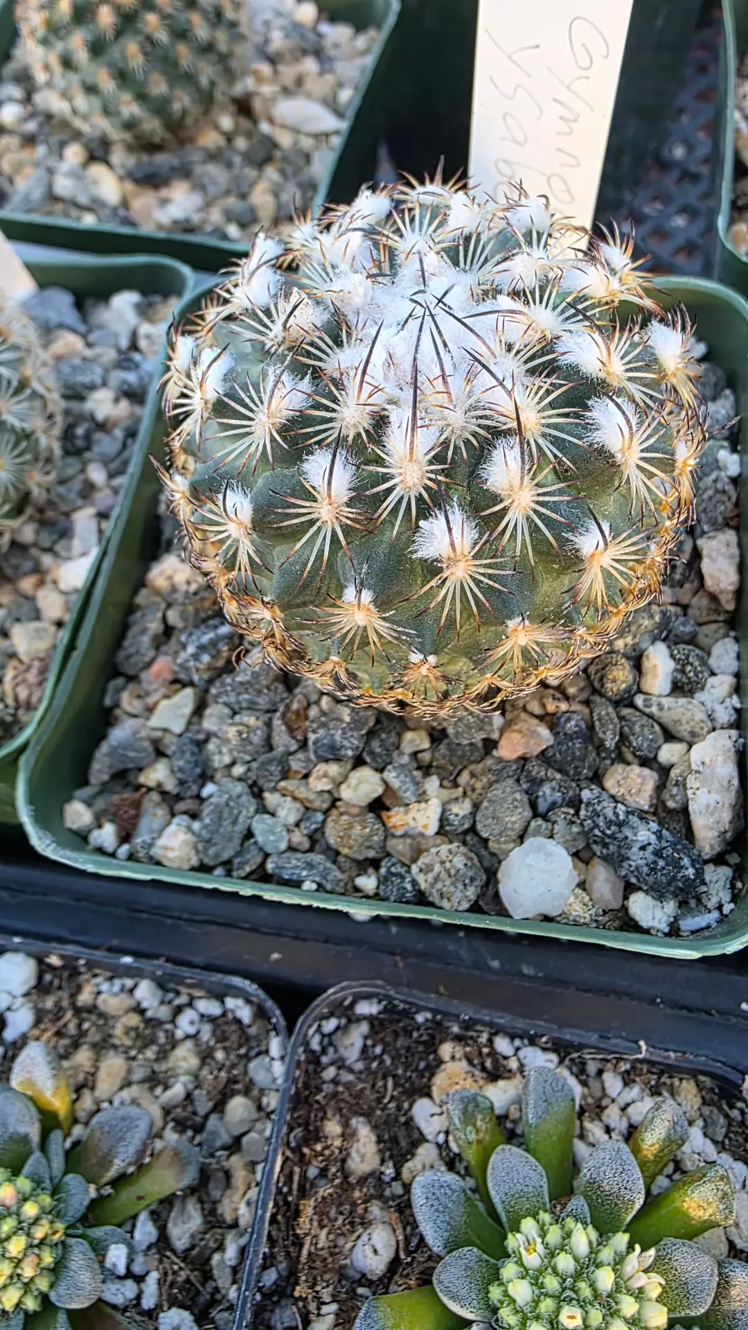 Gymnocactus ysabele thumbnail