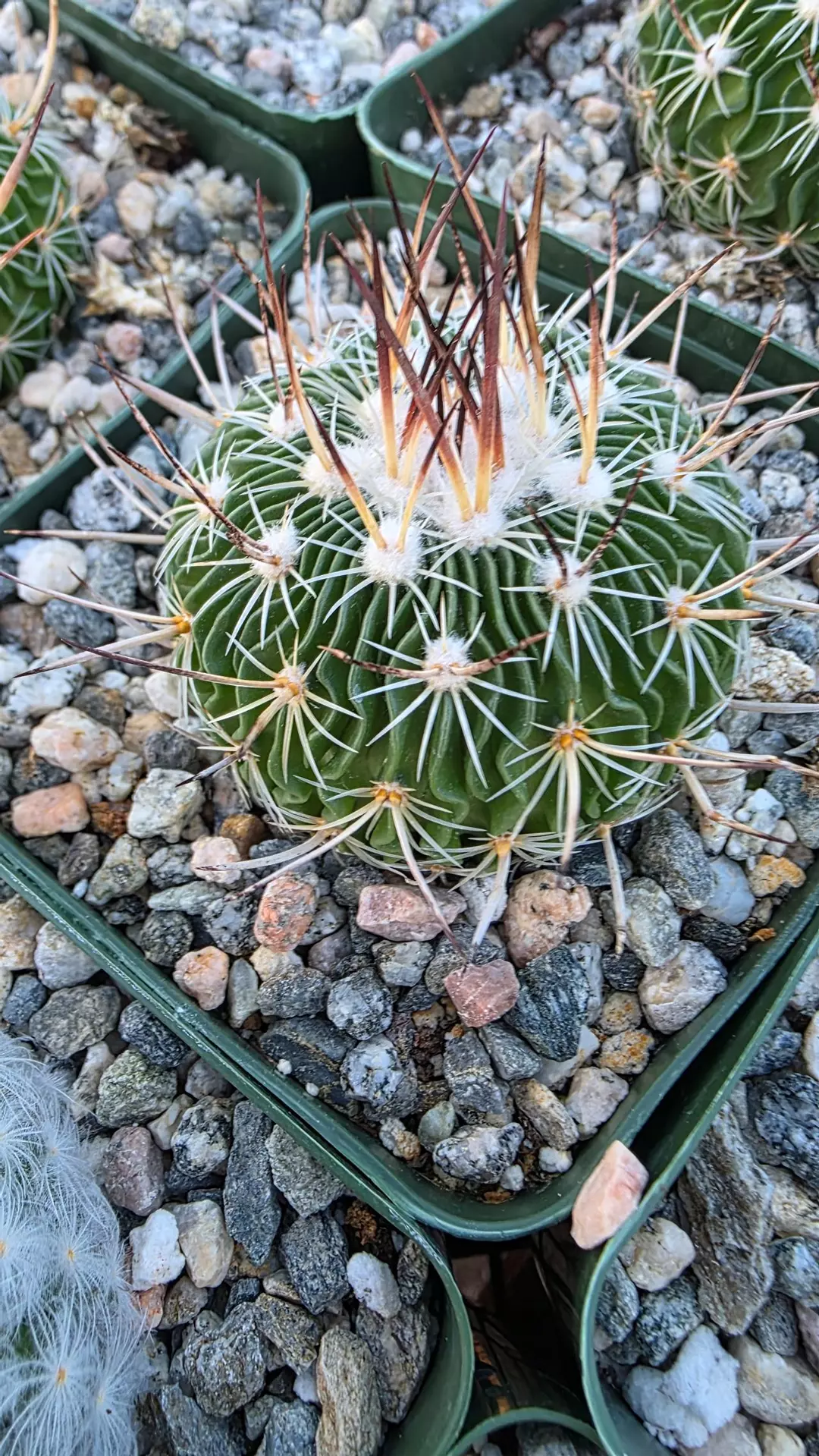 Stenocactus multicostatus thumbnail