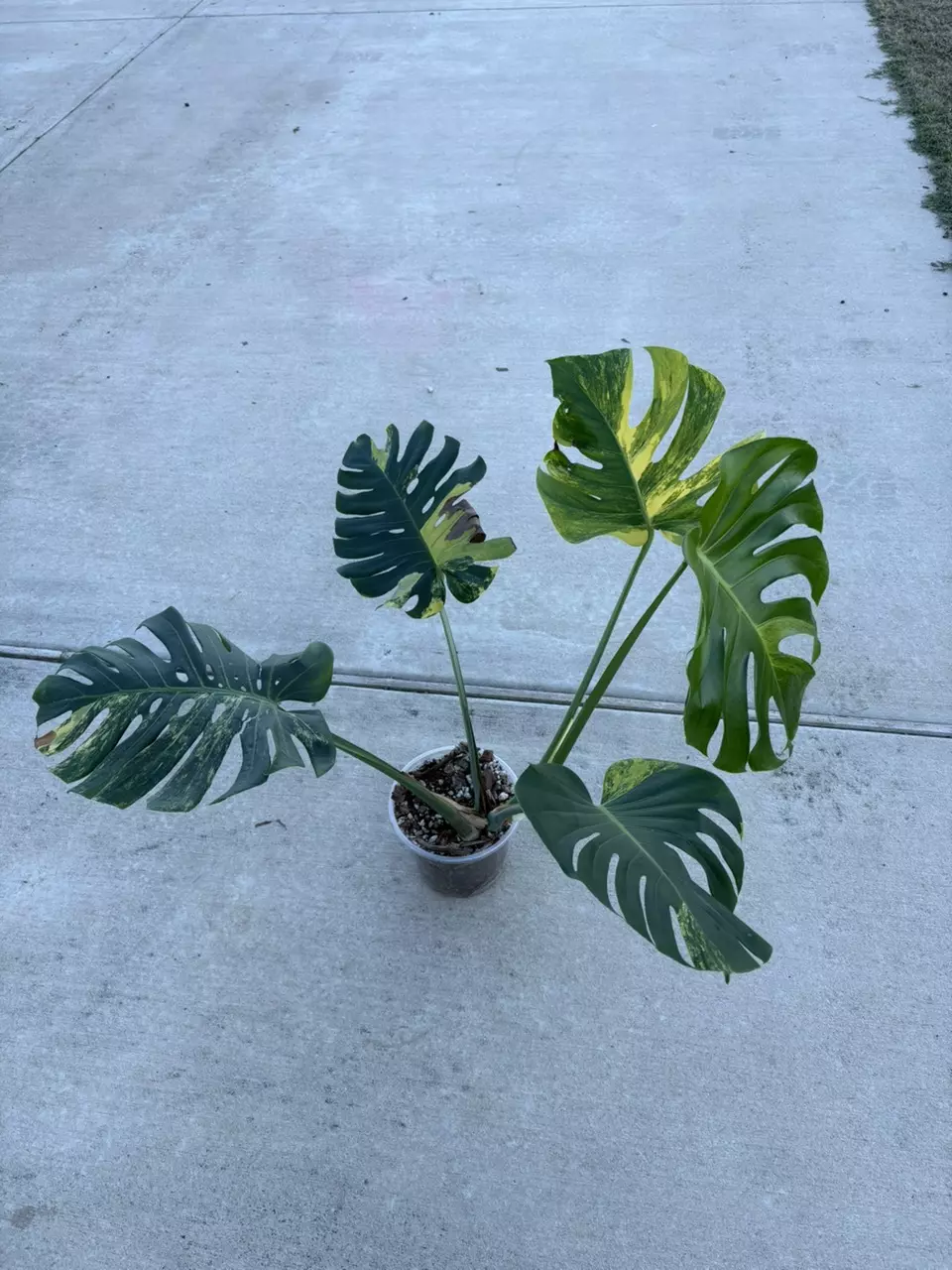 Monstera Lemon Lime Large Form-Bottom Cut thumbnail