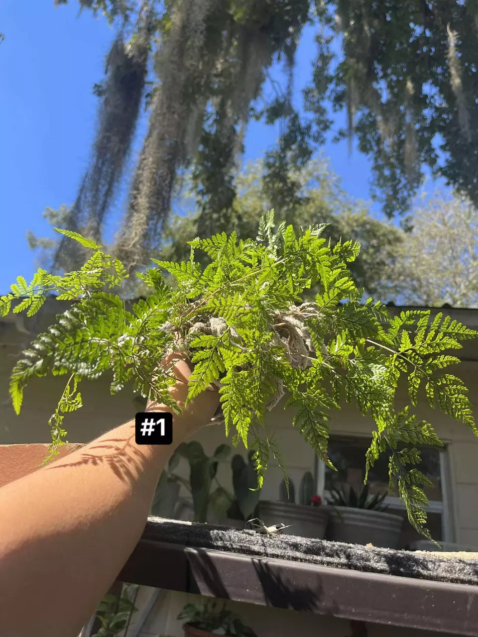 Rabbit Foot Fern thumbnail