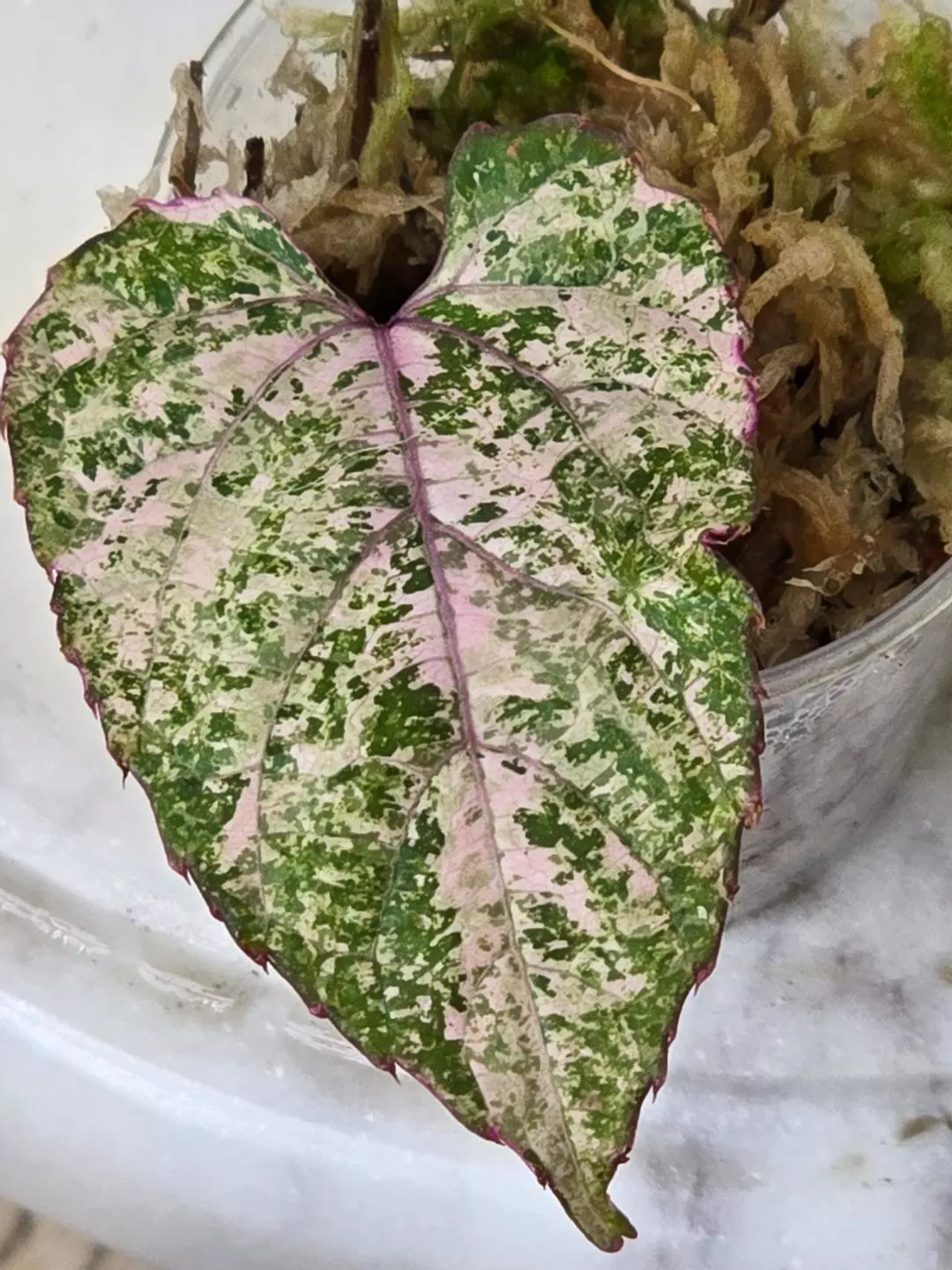 Cissus Discolor Variegated (Rarely Offered) thumbnail