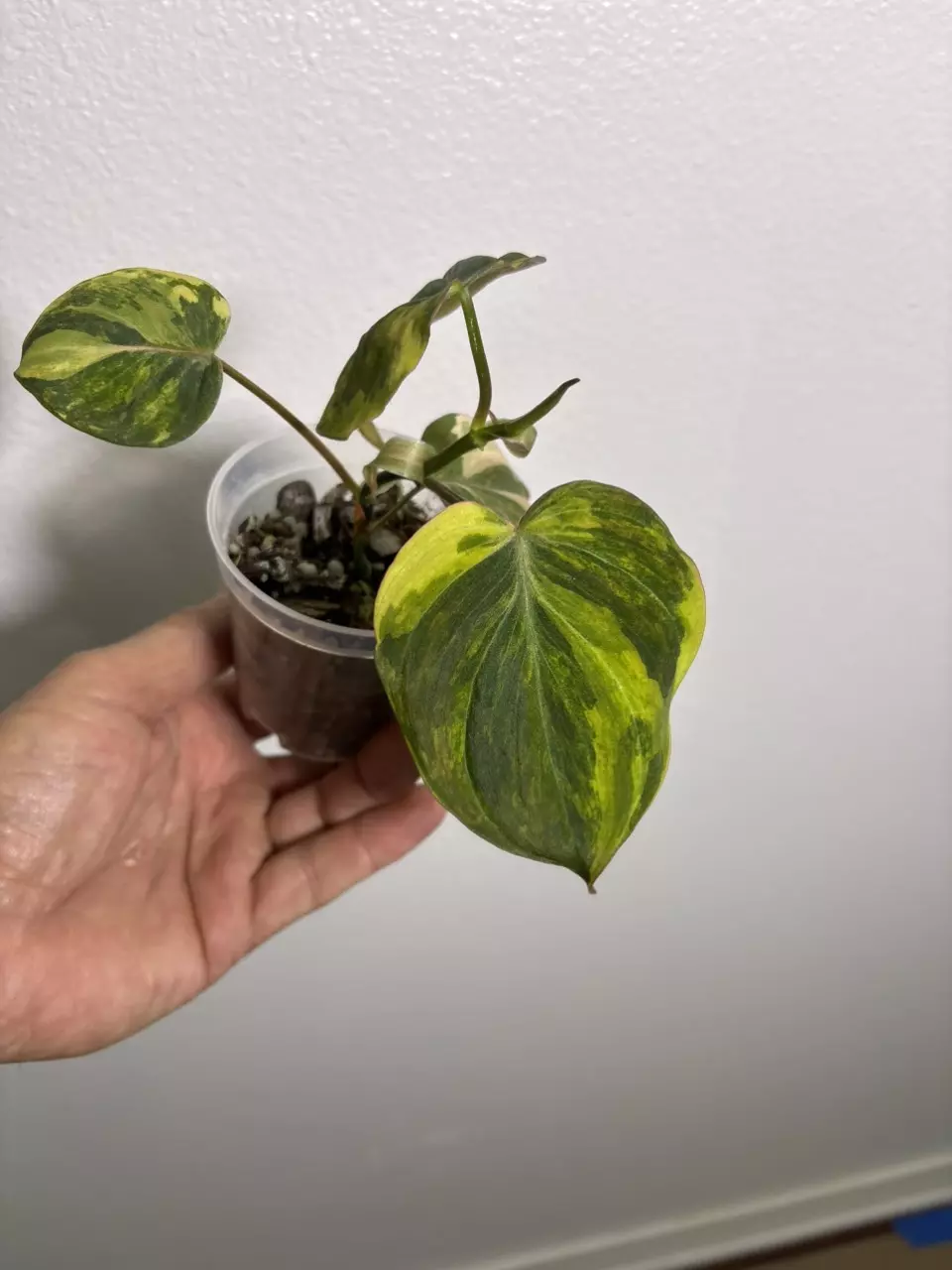 Micans Aurea (15) thumbnail