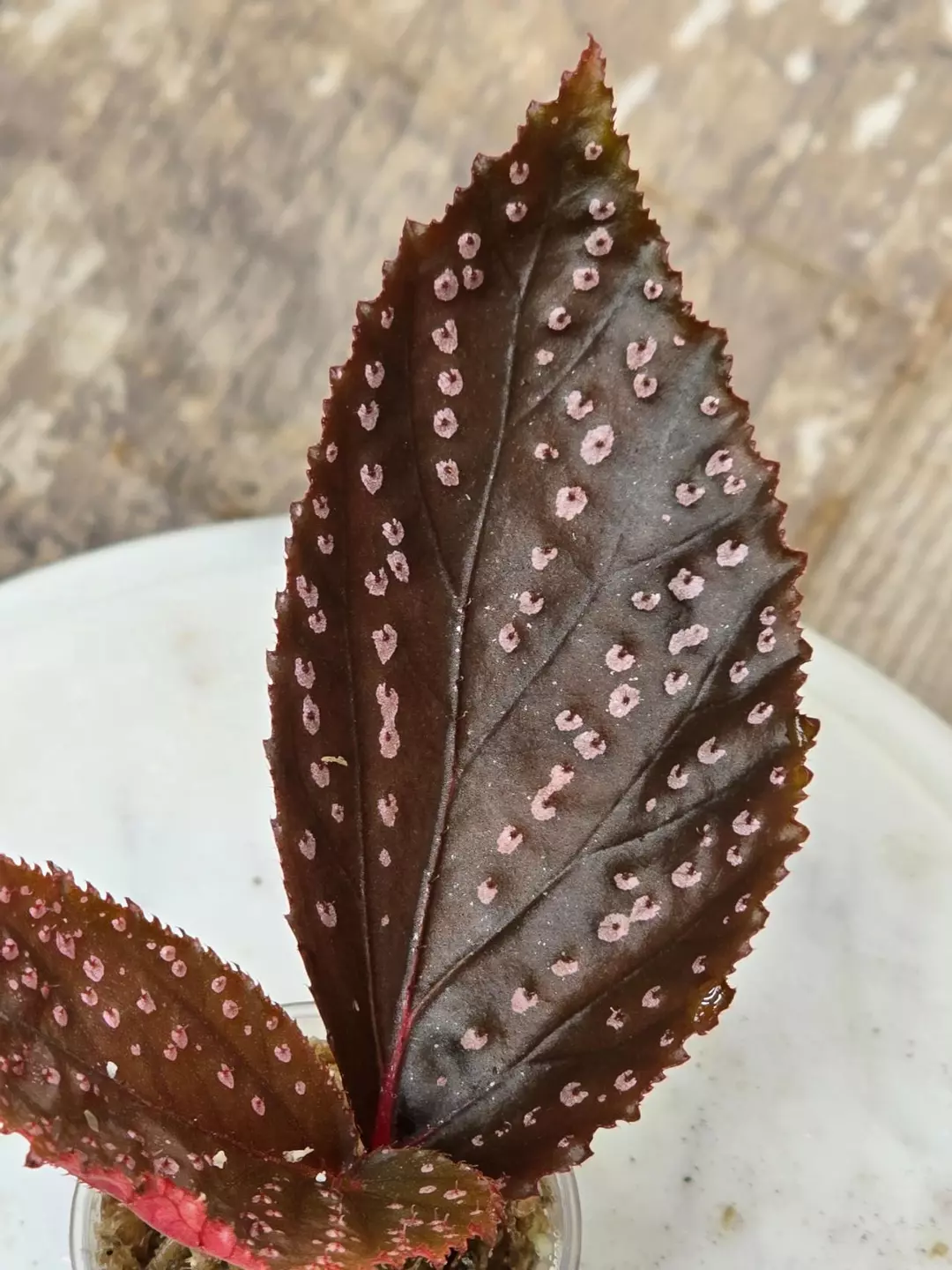 Begonia SP Hairy Spot thumbnail