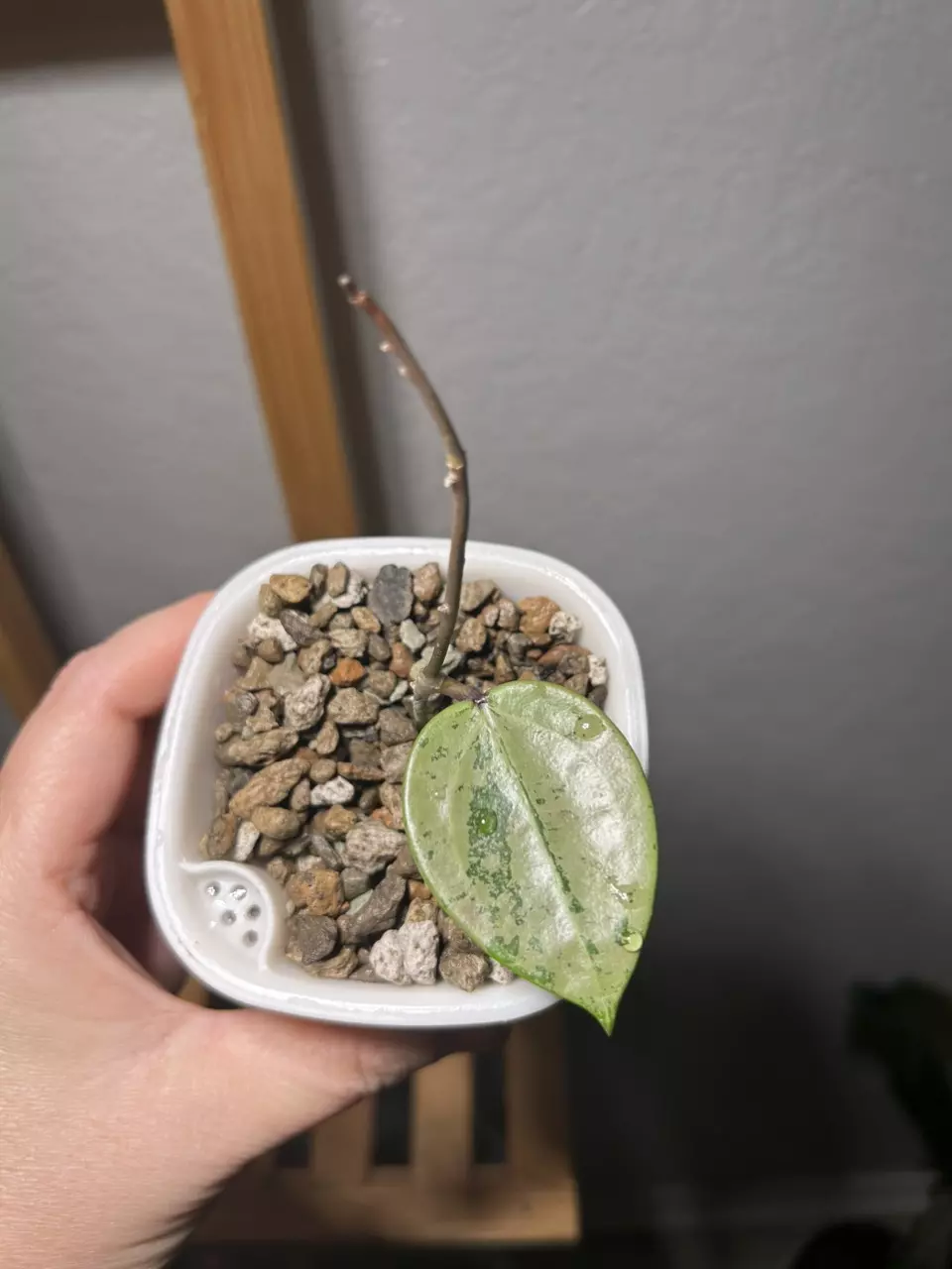 Hoya Verticillata Silver Heart thumbnail