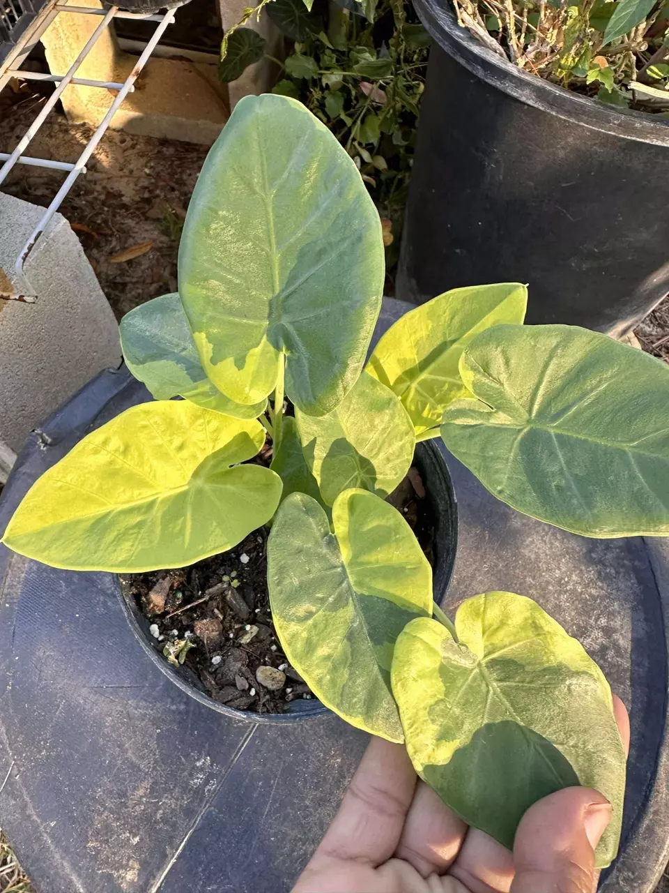 Leucocasia Aurea and Wagyu thumbnail