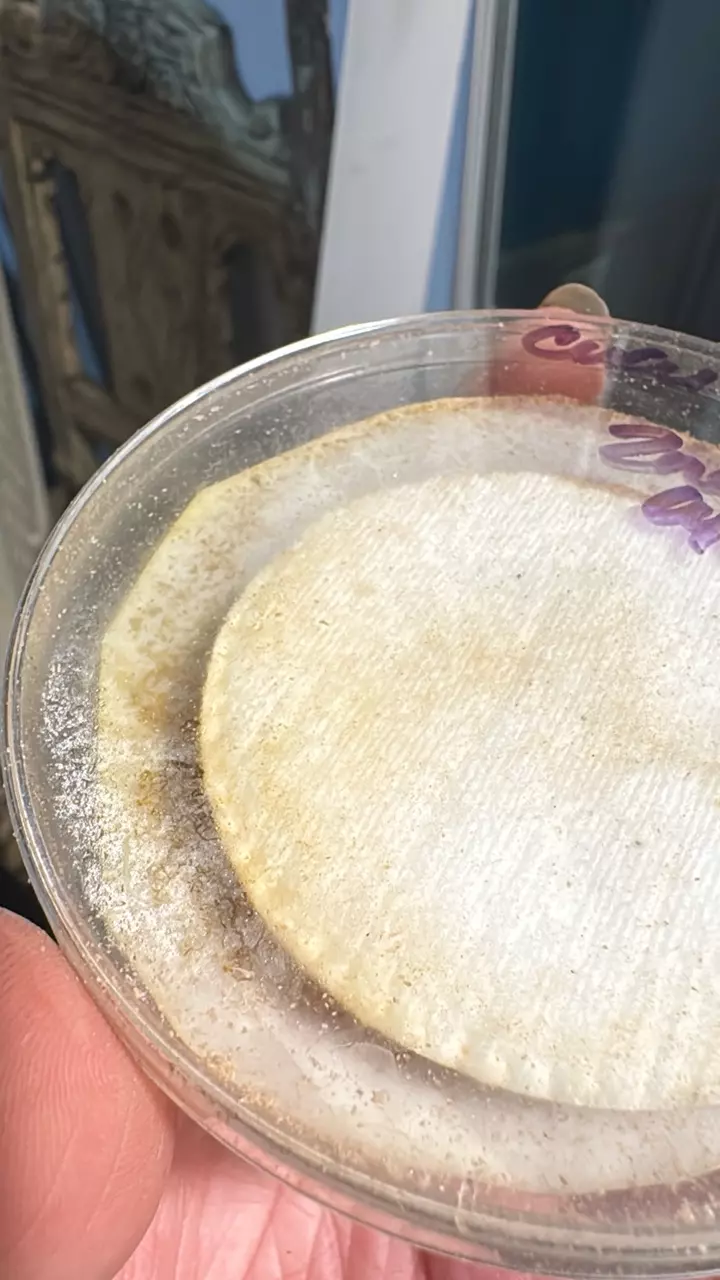 How to breed beneficial SWIRSKI mites instructions and supplies thumbnail