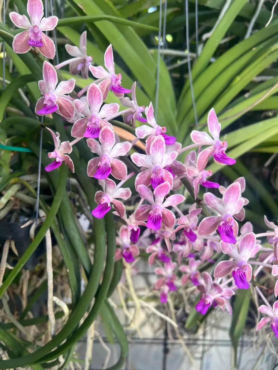 Exotic Orchid - Sedenfadenia Mitrata x Vanda Lamellata mature plant fragrant thumbnail