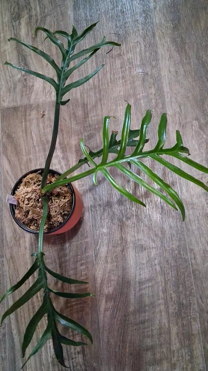 Philodendron Tortum- wide form thumbnail