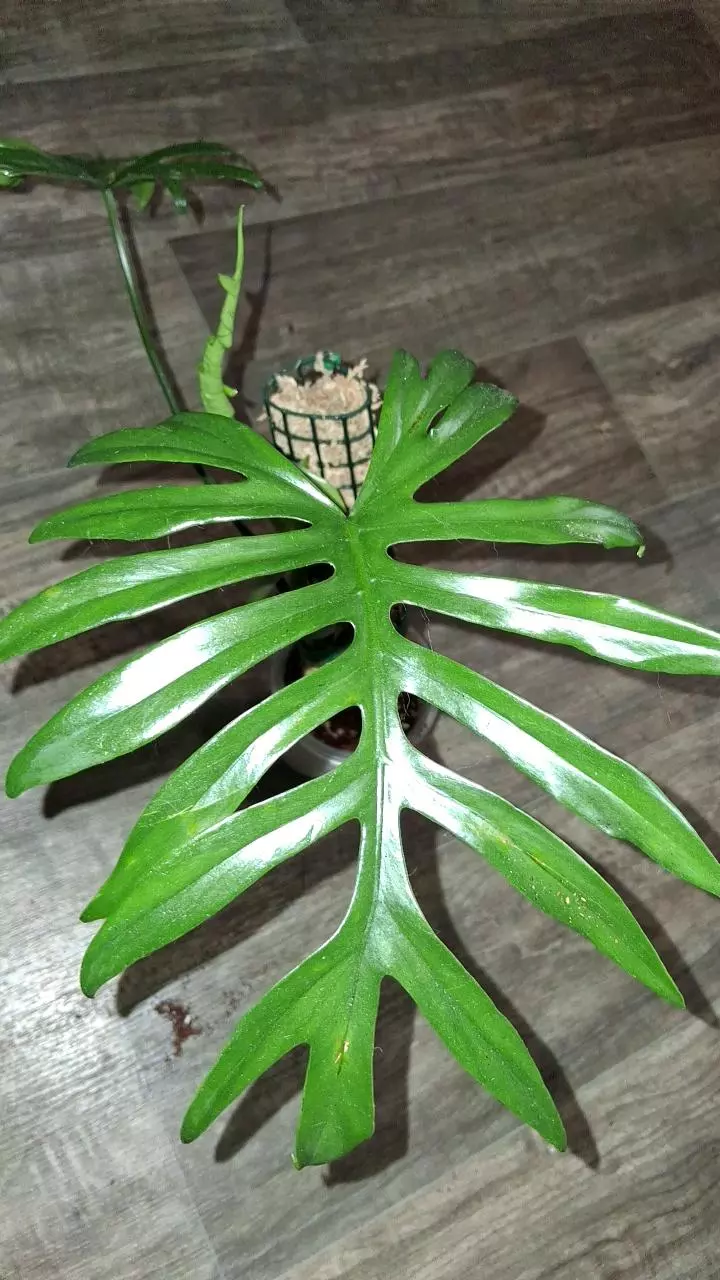 Philodendron Mayoi thumbnail