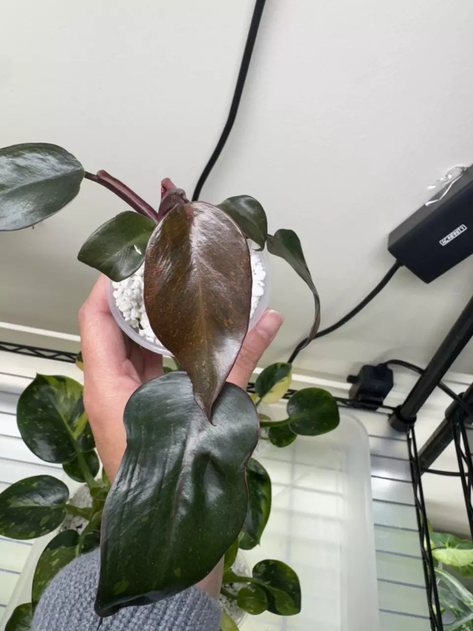 Philodendron Orange Princess thumbnail