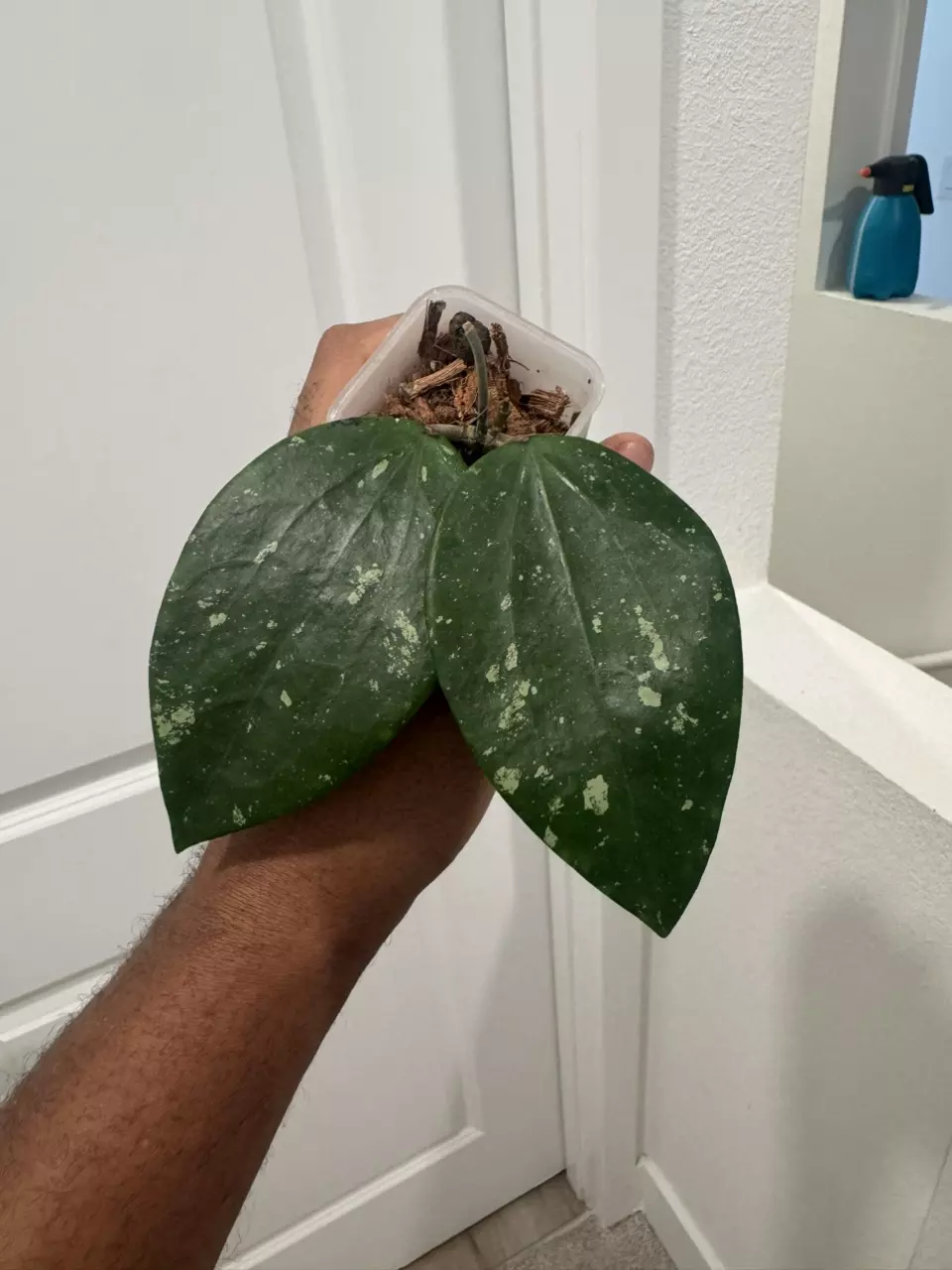 Hoya sp. Indonesia (Splash) thumbnail