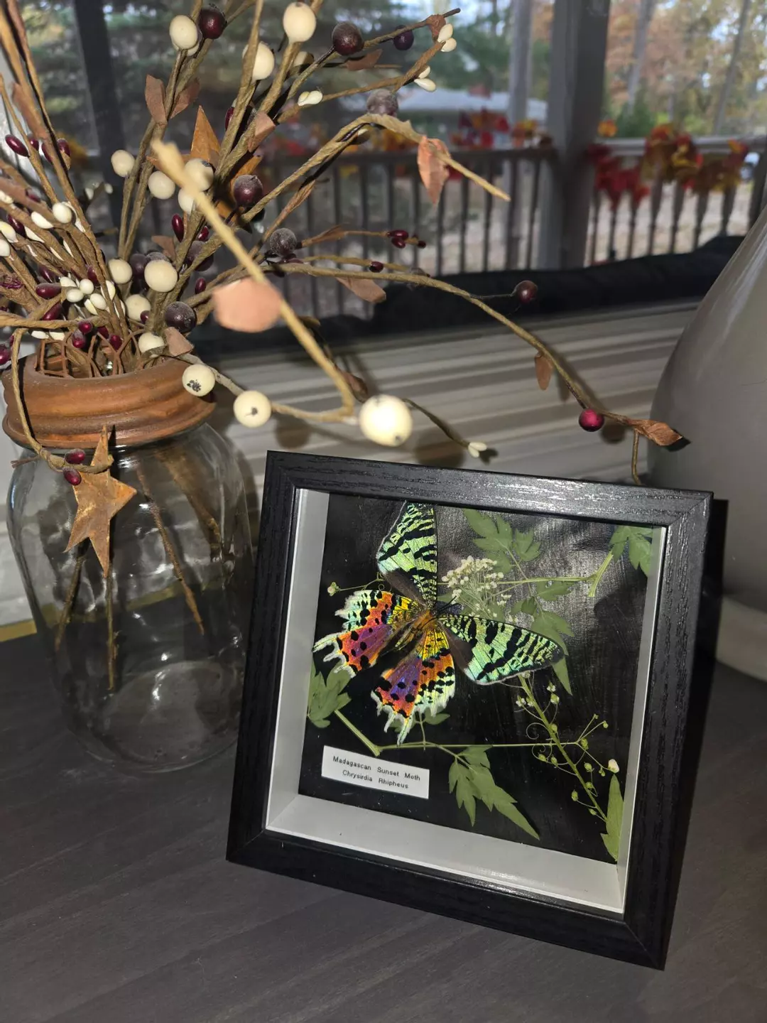 Real Madagascan Sunset Moth (Chrysiridia Rhipheus)- Real Insect Art thumbnail