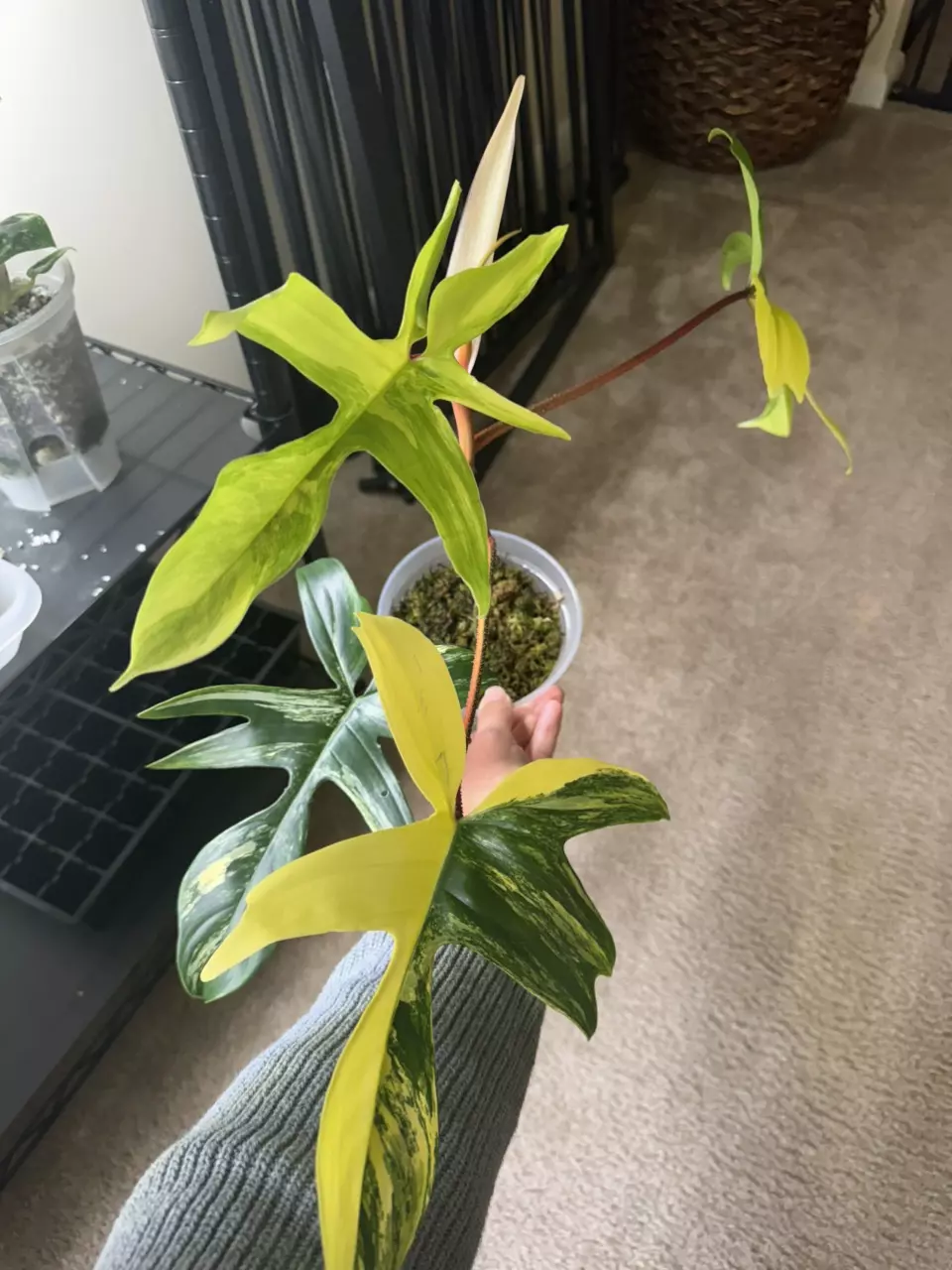 Philodendron Florida beauty thumbnail
