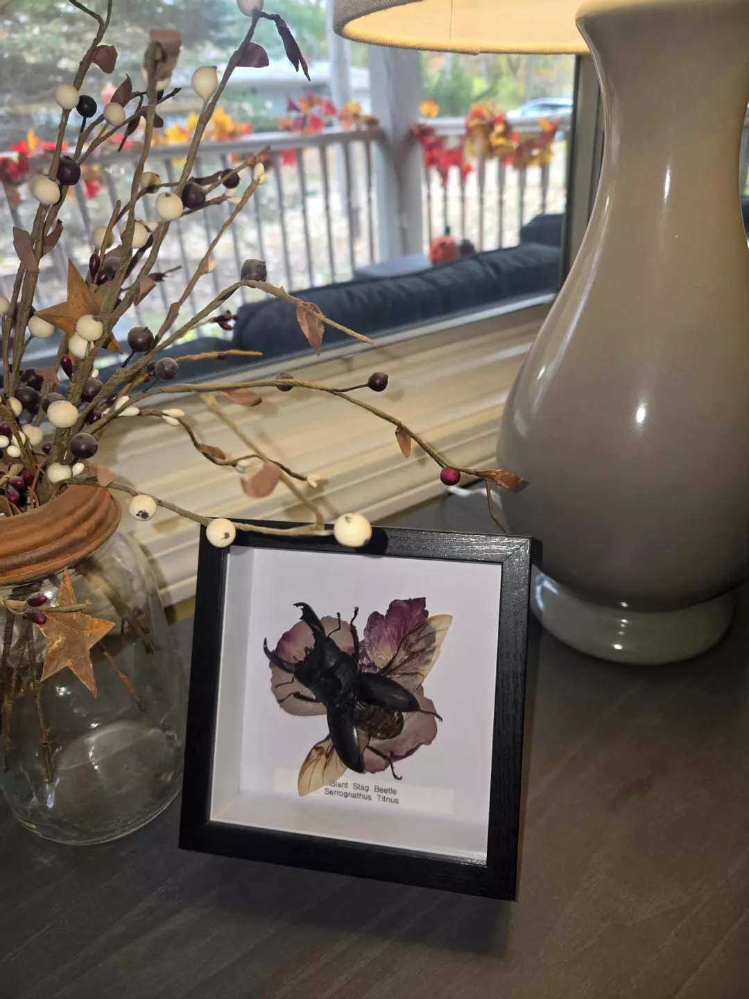 Real Giant Stag Beetle (Serrognathus Titnus)- Real Insect Art thumbnail