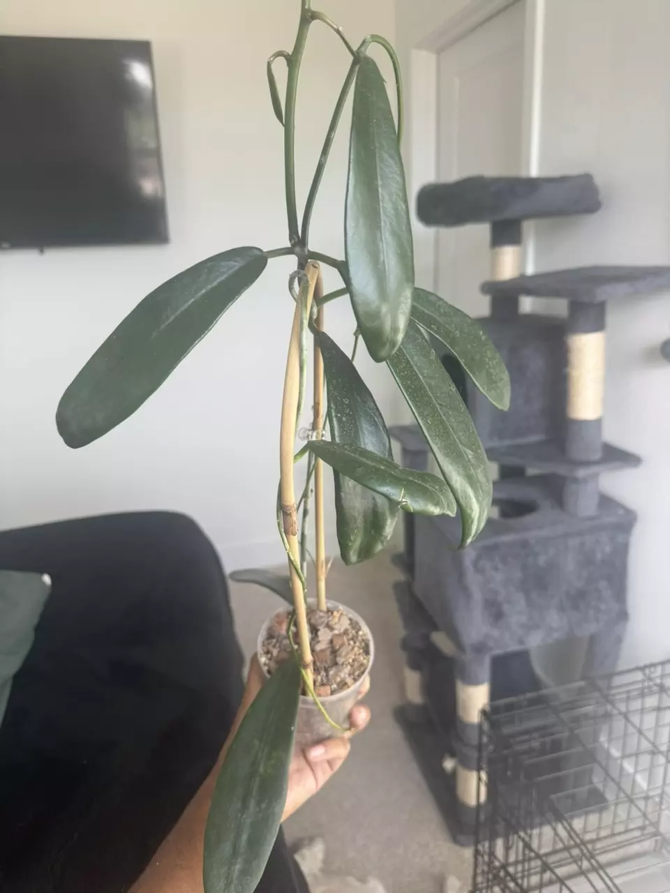 Hoya sp. Fraterna thumbnail