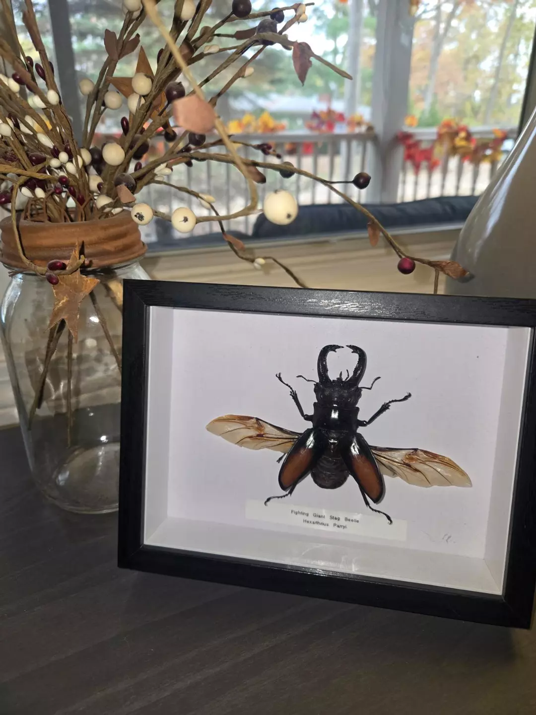 Real Giant Fighting Stag Beetle (Hexarthrius Parryi)- Real Insect Art thumbnail