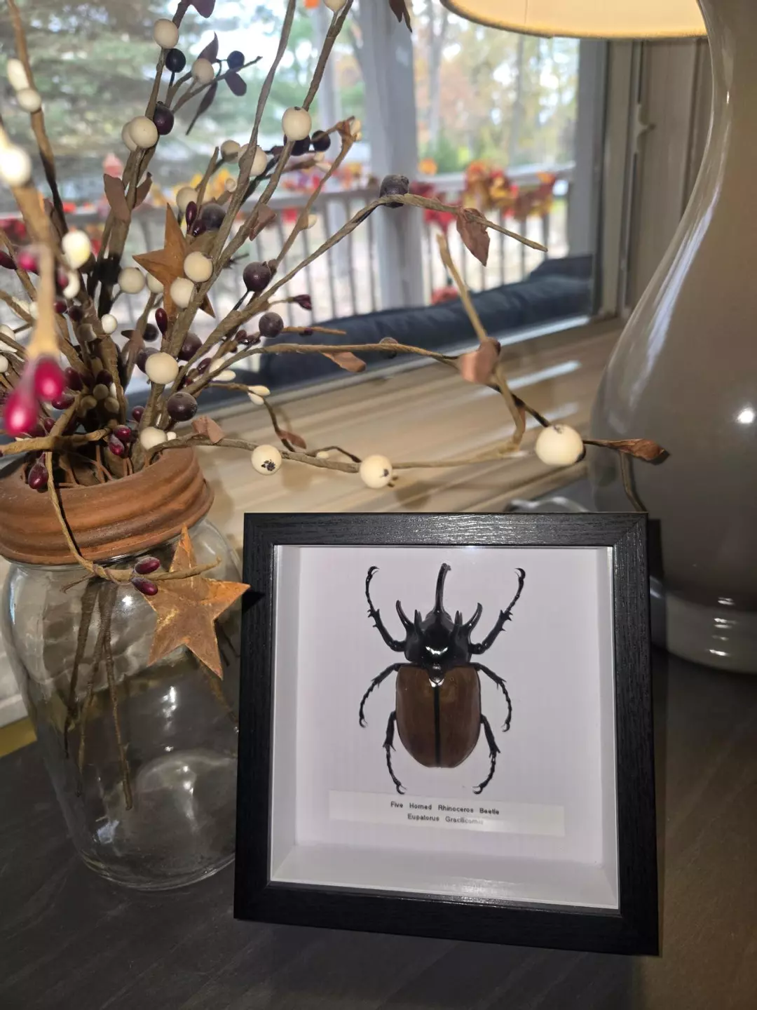 Real Five Horned Rhinoceros Beetle (Eupatorus Gracilicornis)- Real Insect Art thumbnail