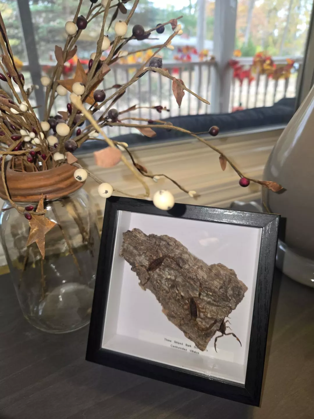 Real Three Striped Bark Scorpions (Centruroides Vittatus)- Real Arachnid Art thumbnail