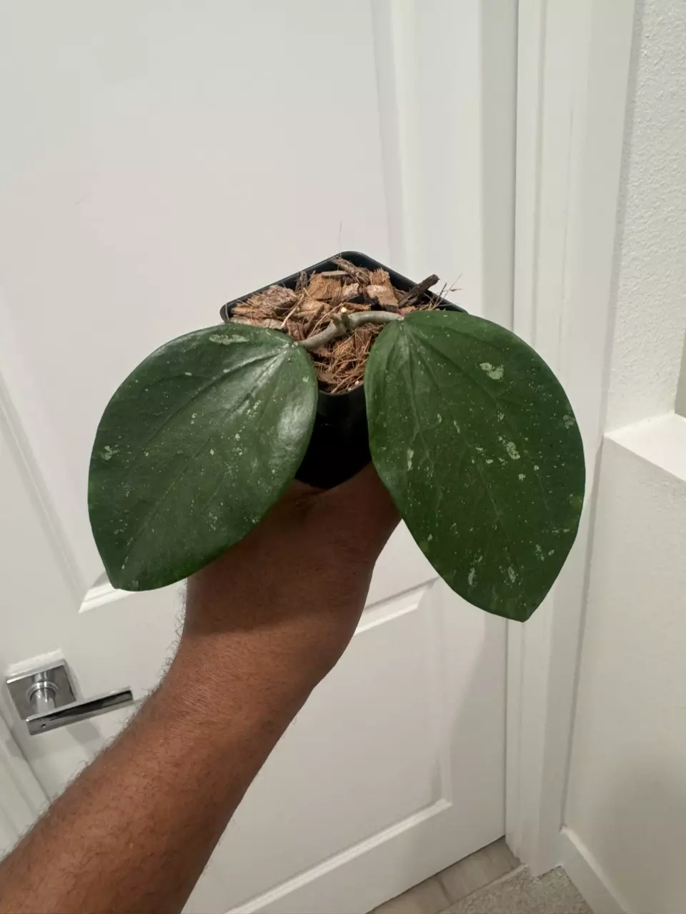 Hoya sp. Indonesia Splash thumbnail