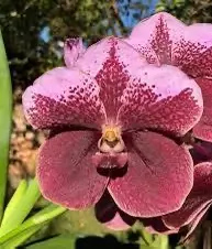 vanda Renu Delight Two Tone orchid plant - blooming size thumbnail