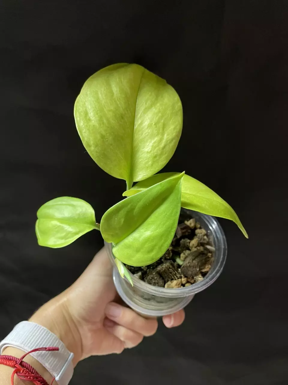 Scindapsus treubii 'Moonlight Mint' thumbnail