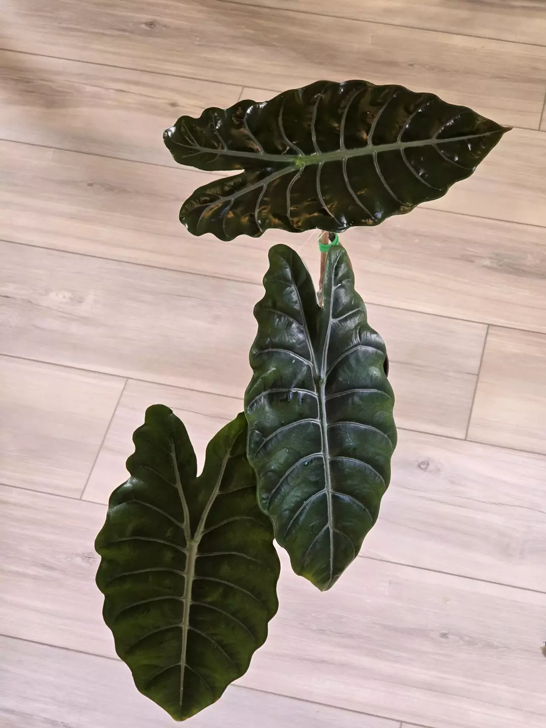 Alocasia Chantrieri (Large Leaves) thumbnail