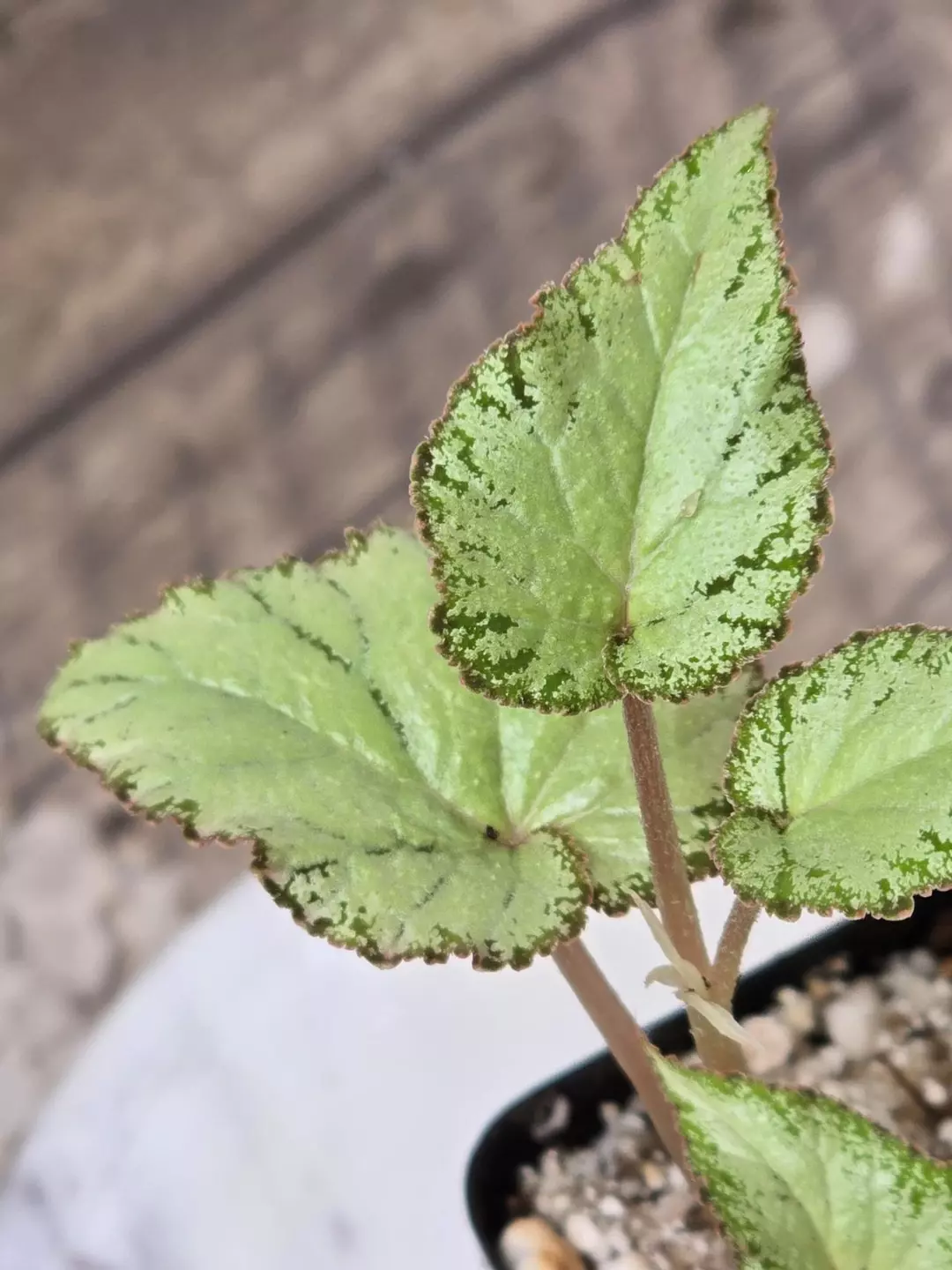 Begonia SP Gunung Condong thumbnail