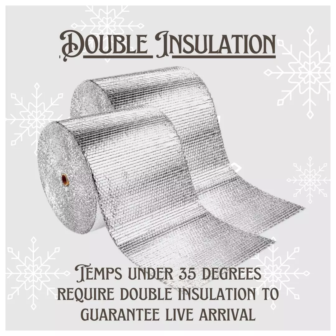 Double Insulation thumbnail