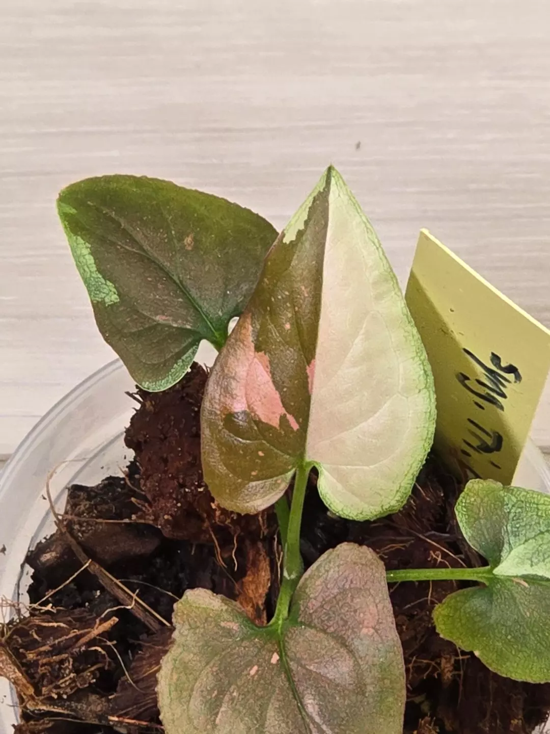 Syngonium Chocolate Tricolor thumbnail