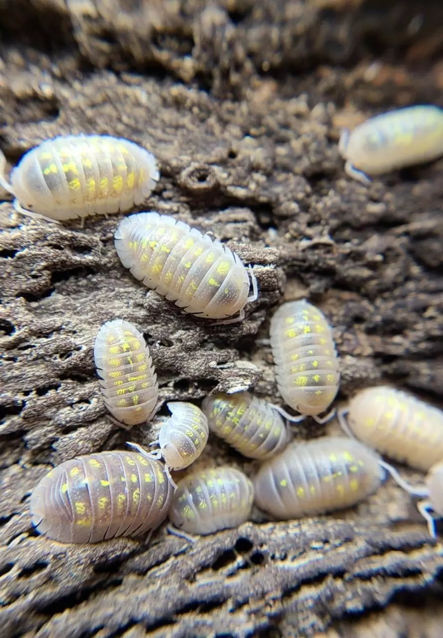 Armadillidium granulatum T+ albino 12ct isopods thumbnail