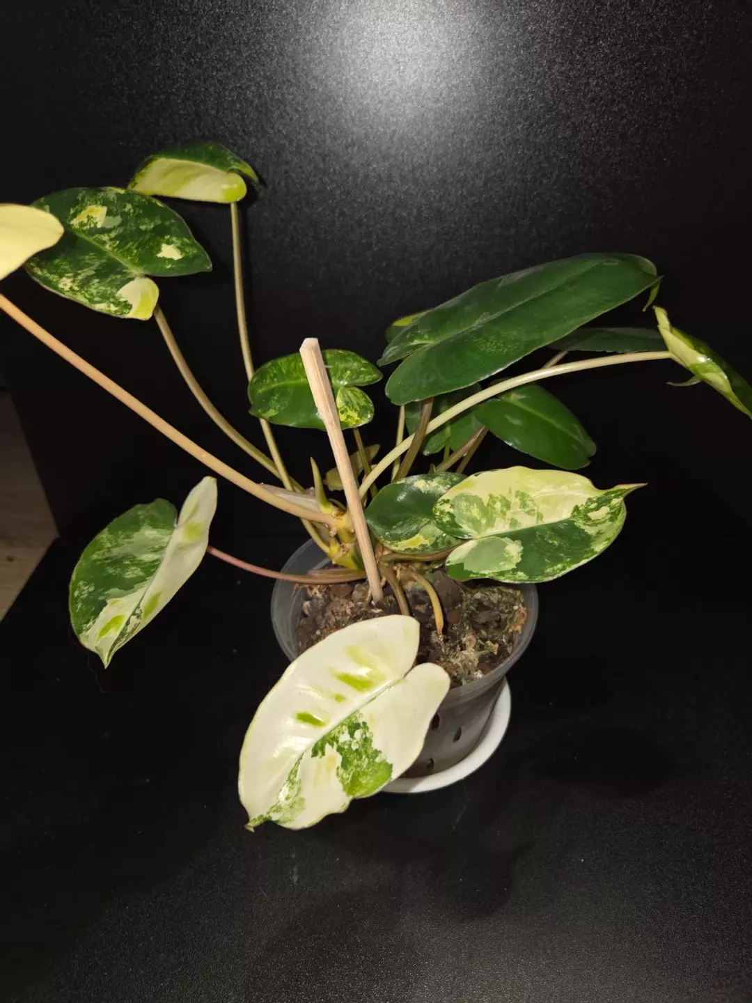 Burle Marx Philodendron Variegated thumbnail