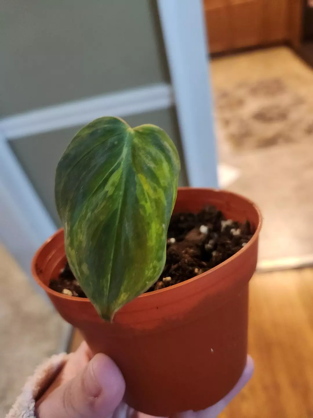 Micans aurea thumbnail