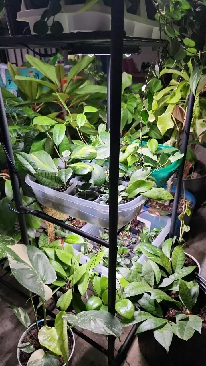 💚FREEBIE ADD-ON TO EXISTING FIRST ORDERS ONLY💚MYSTERY GC STARTER PLANT💚 thumbnail