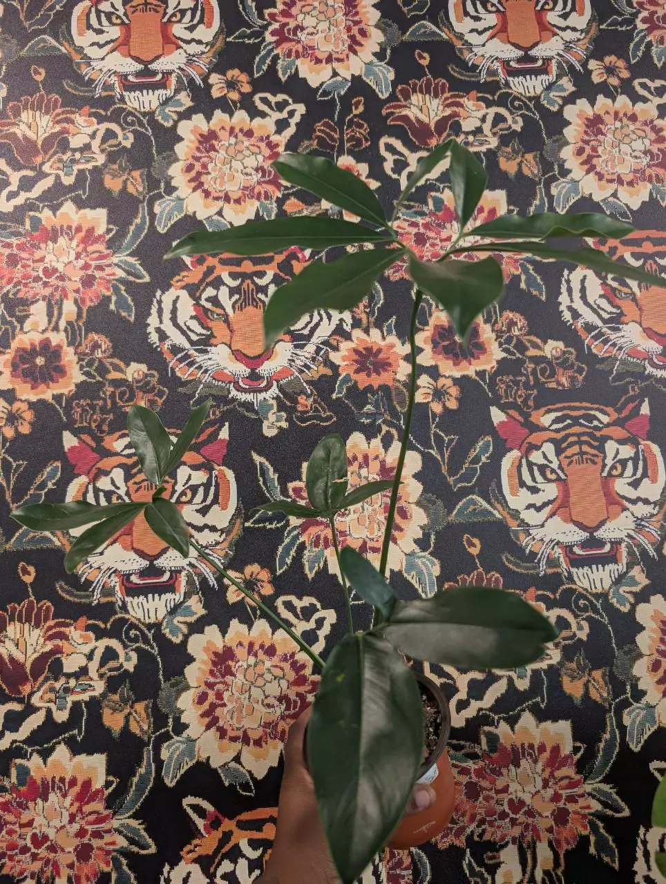 🌿 Philodendron Goeldii ✨ thumbnail