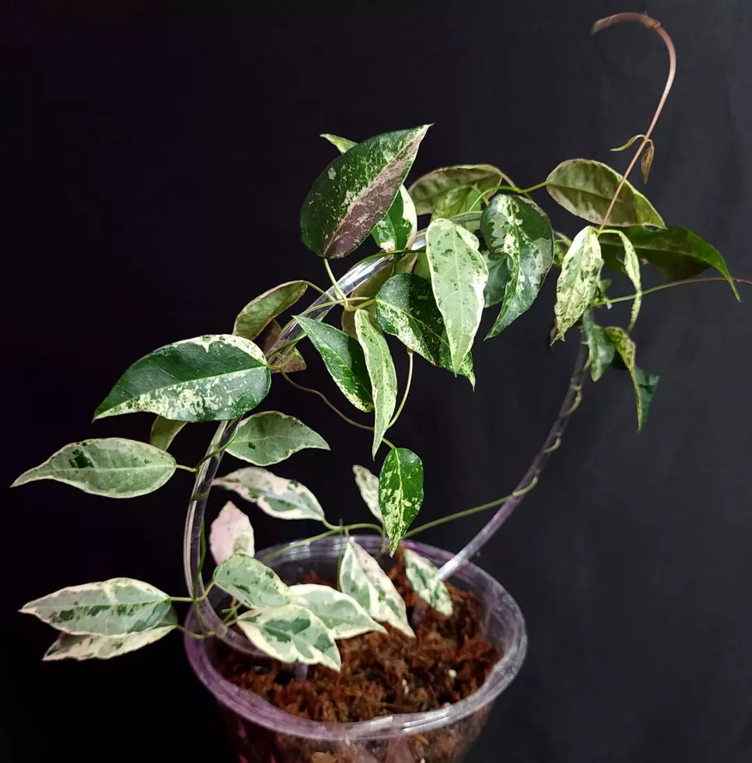 Draegena Sensis- Fresh Cut (2-3 nodes) thumbnail