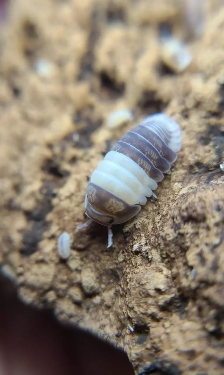 Cubaris "Panda King" 12ct isopods thumbnail