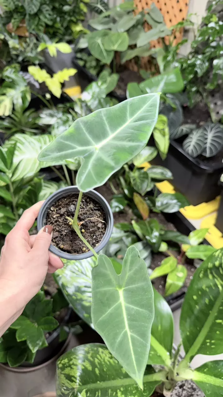 Alocasia Frydek thumbnail