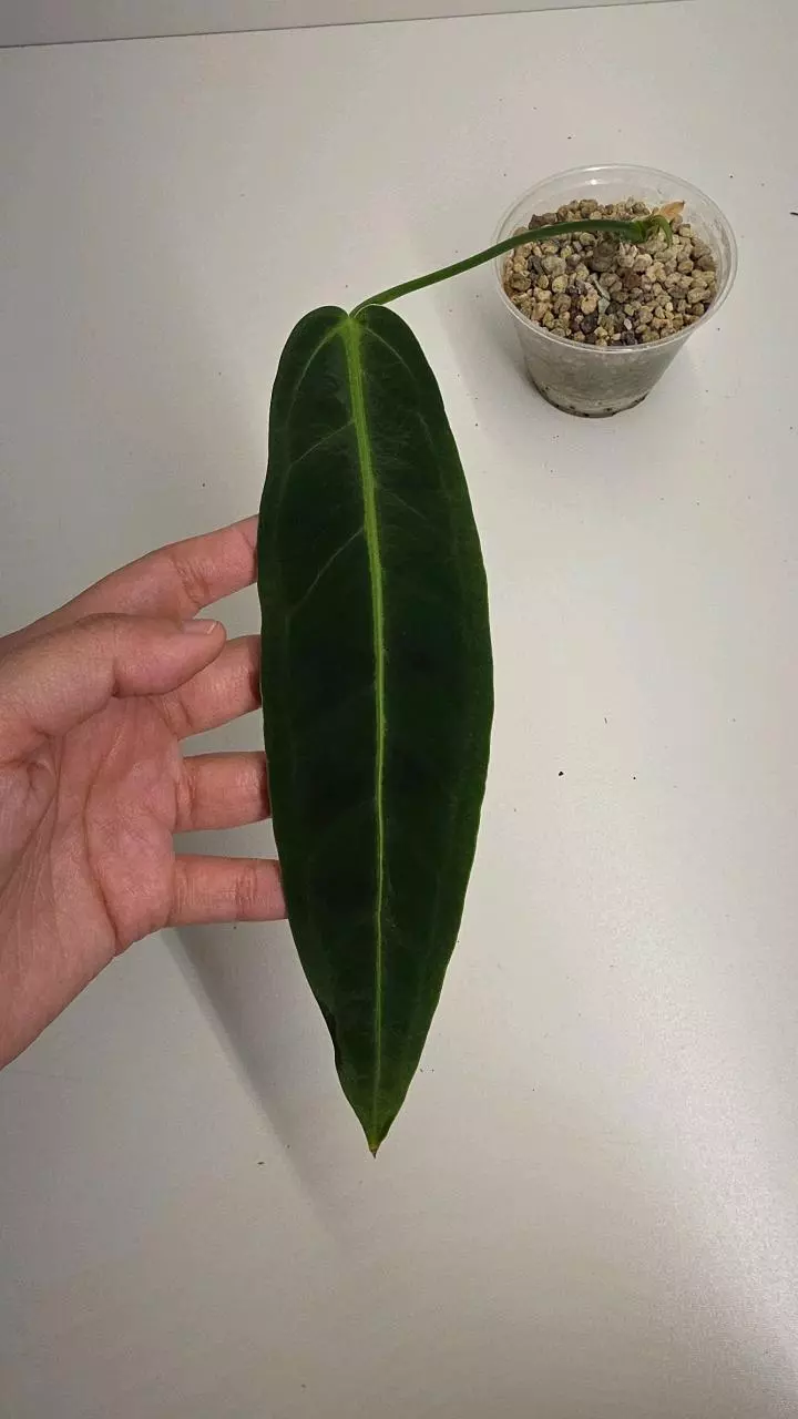 Anthurium Warocqueanum thumbnail