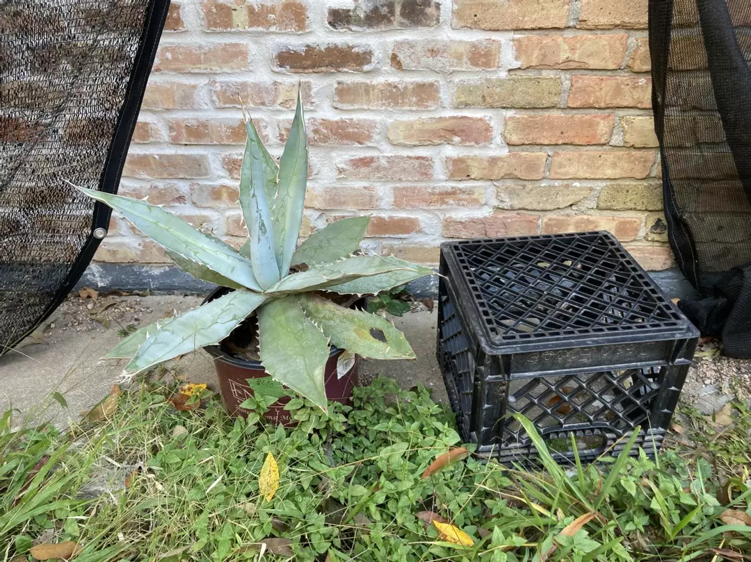 Agave titanota variety thumbnail